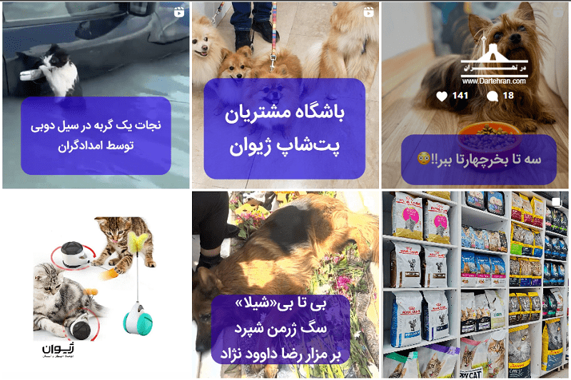 18 تا بهترین پت شاپ تهران (ارزان و شبانه‌روزی) + آدرس 1405