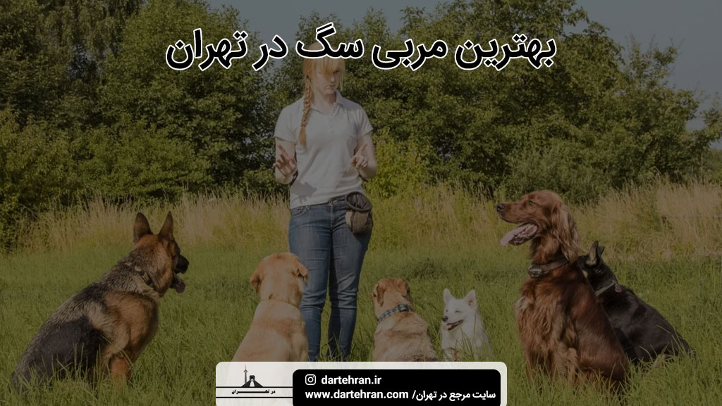 بهترین مربی سگ در تهران