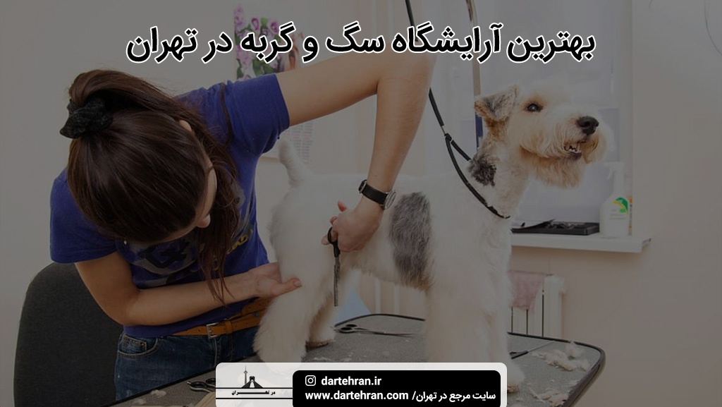 بهترین آرایشگاه سگ و گربه در تهران