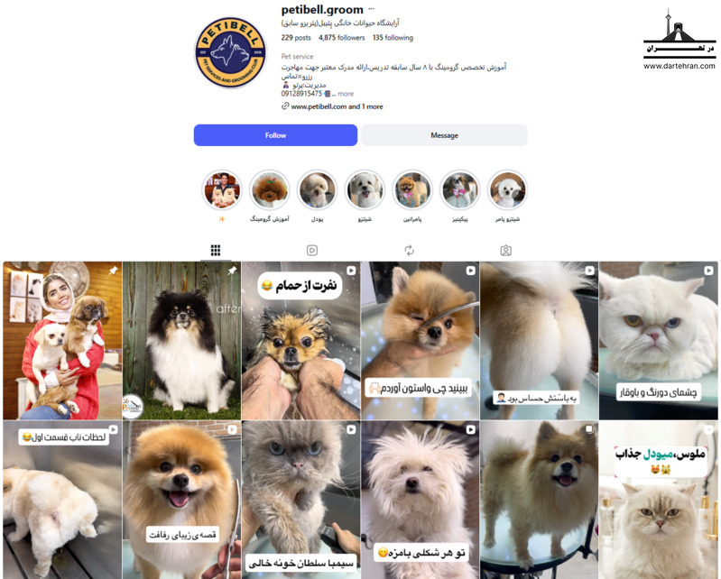 پتی‌بل؛ تمرکز بیشتر روی آرایش و آموزش گرومینگ